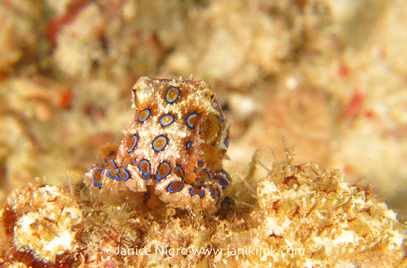 Moderately flashy blue-ringed octopus out for a stroll near the Arborek Jetty (Dampier Strait). Camera settings: ISO100, f8, 1/1000