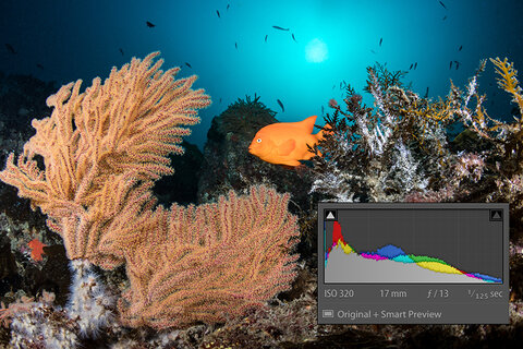 The blue water transitions smoothly from white point to black point with minimal gradation rings / banding. Canon 5D Mark IV, Tokina 10-17mm, 4" glass dome. Photo: Brent Durand