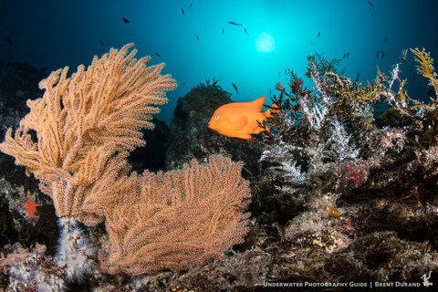 Catalina Island underwater. Shot with Canon 5D Mark IV, Tokina 10-17mm fisheye and 4" glass dome port. ISO 320, f/13, 1/125. Photo: Brent Durand
