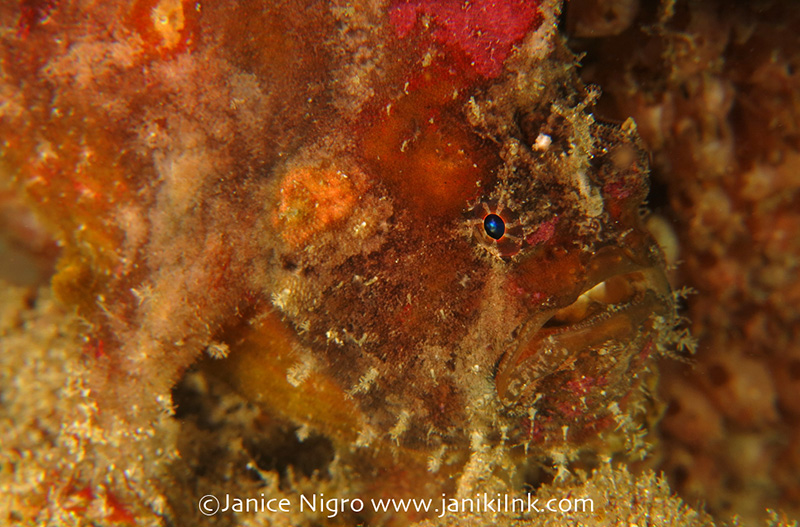 The “I can barely see it” resident frogfish living near the Cendana Pearl Farm Jetty (Aljui Bay). camera settings: ISO100, f8, 1/1000