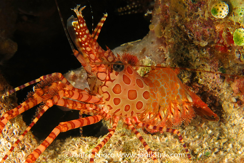 Extremely large (and shy) saron shrimp at Mioskon (Dampier Strait). Camera settings: ISO100, f8, 1/1000