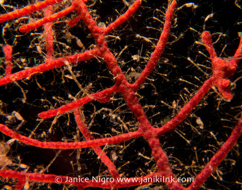 Skeleton shrimp convention on a hydroid at Batu Rufus (Penemu). Camera settings: ISO100, f8, 1/1000 2X Inon UCL-165M67