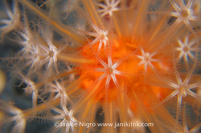 Flower-like octocoral polyps (Minabea aldersladei) feeding at night at East Mansuar (Dampier Strait). Camera settings: ISO100, f8, 1/1000 2X Inon UCL-165M67