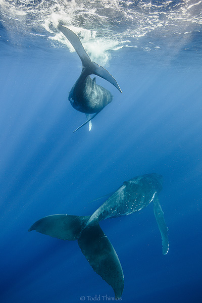 Canon EOS-1D Mark IV Canon Lens focal length 14mm f3.5 1/400