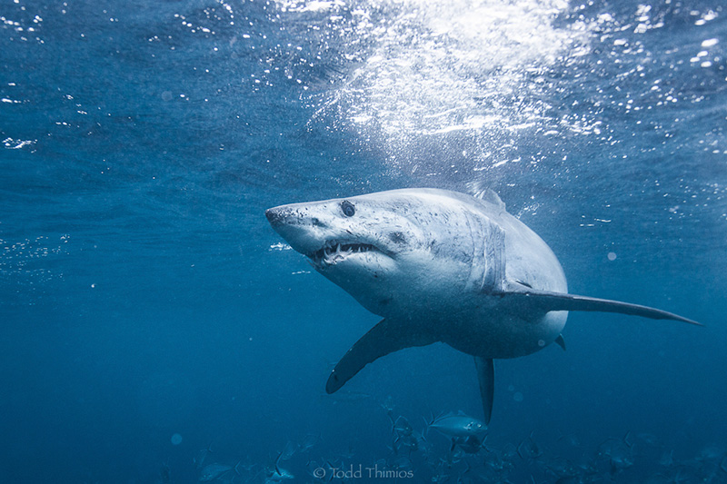 Canon EOS 5D Mark III Canon Lens focal length 33mm f5 1/320