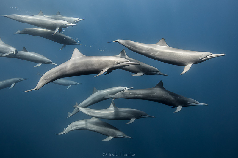 Pan slowly with the subject and then remember to cease movement when pressing the shutter