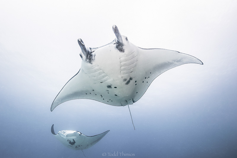 Shutter priority mode allows you to capture subjects and always achieve the exposure you desire