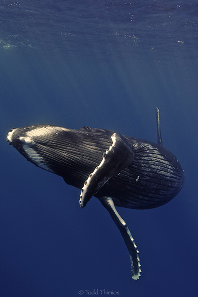 Always aim to improve your free diving skills, the rewards will come fast.