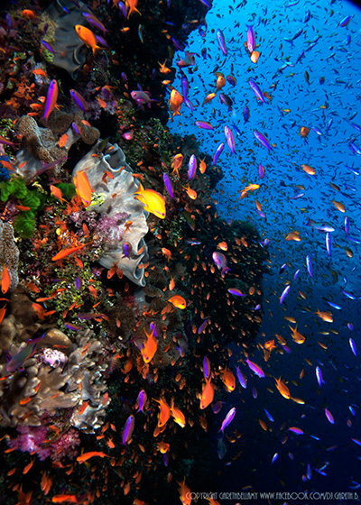 An explosion of colorful anthias on a Fiji wall dive. Shot with a Sony RX100 II. Photo: Gareth Bellamy.