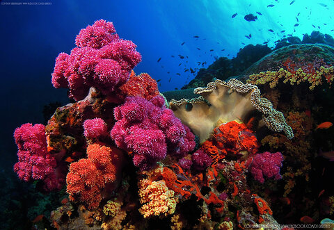 More beautiful soft coral color in Fiji. Photo: Gareth Bellamy.