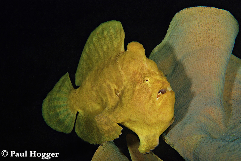 The Harbour Dives have a dense field of sponges and Soft Corals at 24m/80ft that are home to many macro creatures and a family of yellow Giant Frogfish.