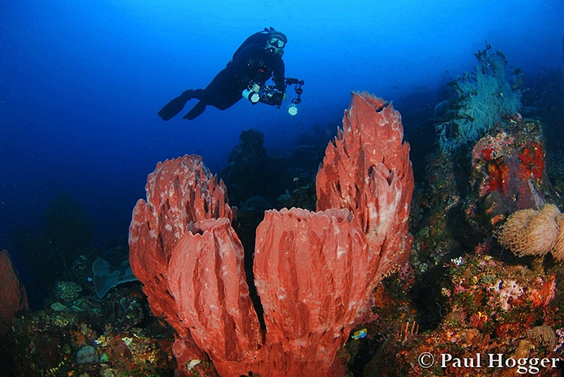 With more time and the right sea conditions, take a fast boat ride to the Mahangetang active underwater volcano. The peak is at only 5m/15ft depth and bubbles spew from the vents at the top. The smell of sulphur is strong and the water temp is 34 degrees C. These unusual conditions produce amazing sponge shapes that are massive in size, plus some very defined thermoclines during the dive.