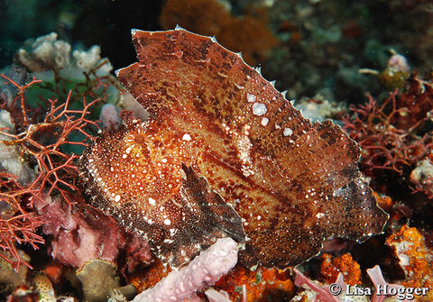 Further up the slope, the harbour dives offer many of the macro critters found in Lembeh, which is only 125 nautical miles south of Siau. We found 3 colours of Leaf Fish in one dive.