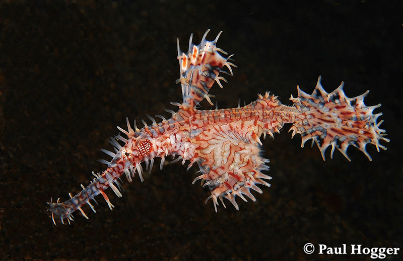 Most of the Pipefish species can be found in Siau, presenting great photo opportunities.