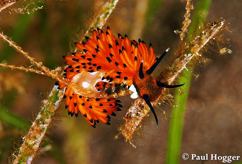 The shallows of the black sand beaches are full of weed, making for an exciting search within them during the safety stops.