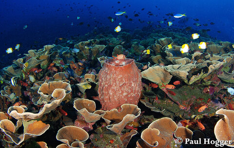 A large field of hard lettuce coral covers one of the points on Siau’s West Coast.