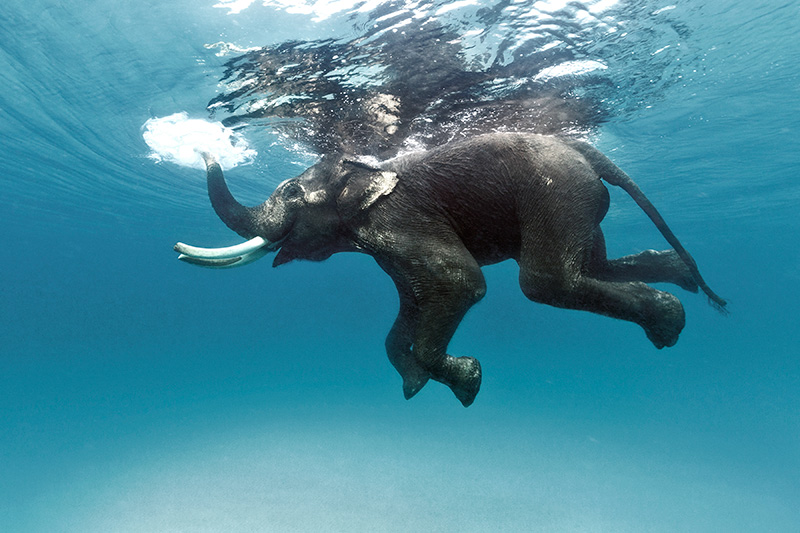 Rajan using his trunk as a snorkel while swimming.