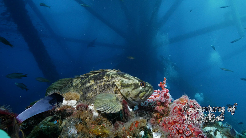 Color at California's oil rigs. Frame grab from 4K video shot using the Panasonic 7-14mm lens.