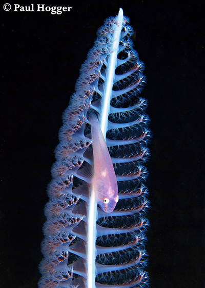 The sand slope ended at 24m/80ft, revealing a flat black sand plain packed full of sea pens. They were home to many species of fish, crustaceans and invertebrates. The darker properties of the black sand, deeper water and higher f-stops made for great black background photo opportunities.