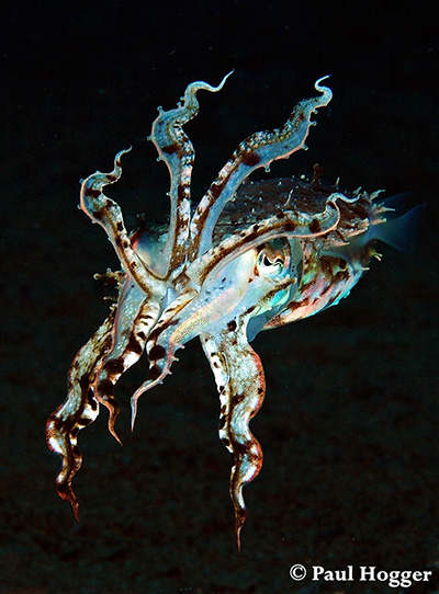 A cuttlefish strikes a pose against the black sandy slope of the reef.