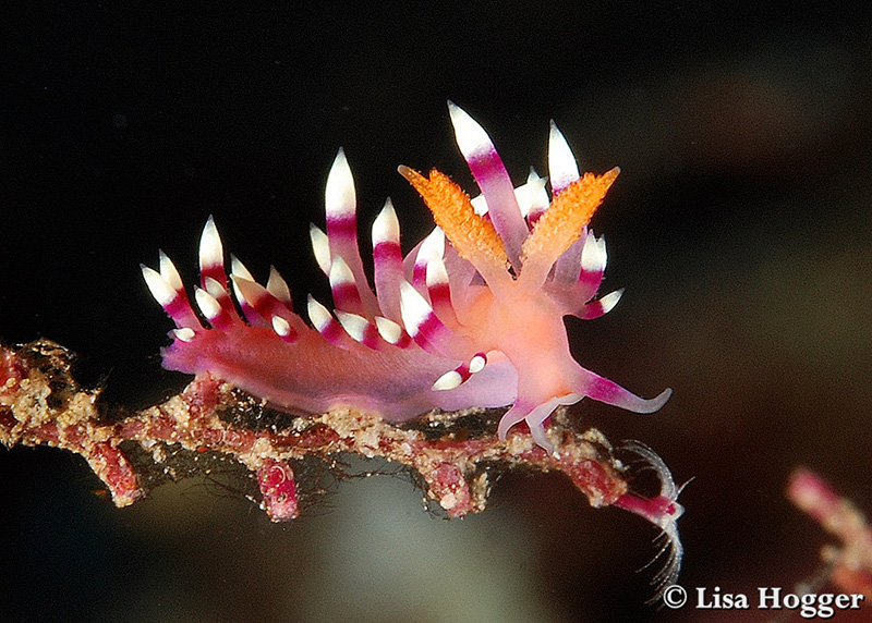 Another colorful nudibranch perches on a hydroid.