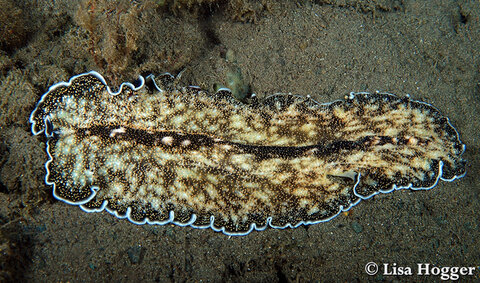 We measured this group of about a dozen flatworms and found them all to be around 40cm/15” long!