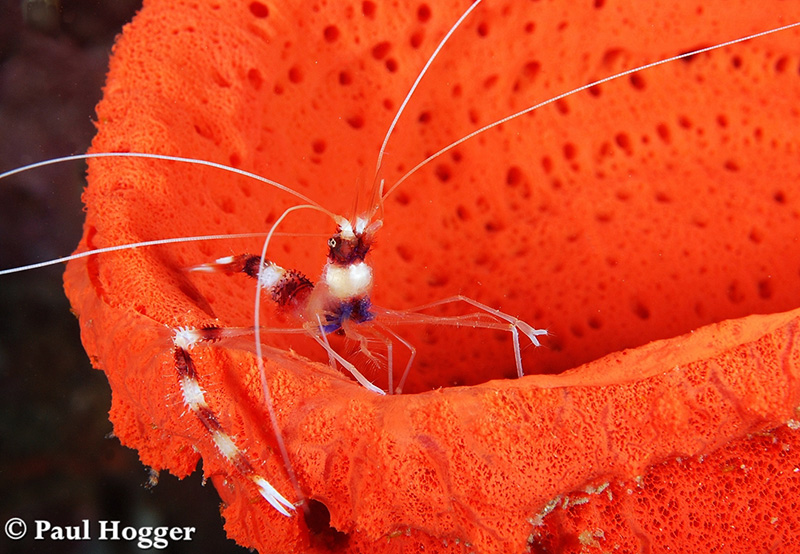 A shrimp rests on the edge of a bright orange sponge in an explosion of color against the black sand.