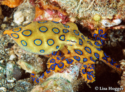 The black sand beaches to the east had more structure, allowing for photos of critters that live within the soft corals and rocky areas, like this blue-ringed octopus.