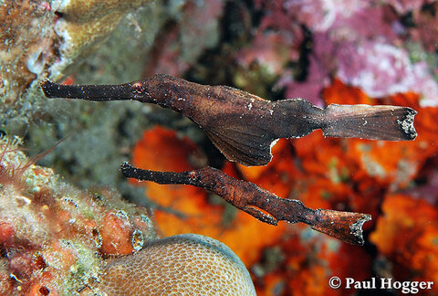 Two pipefish rest tucked away in the structure of the reefs on the eastern shore.