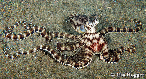The middle beaches offered the most amount of species with a combination of scattered structure and black sand.