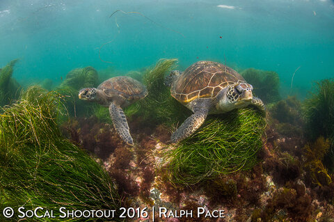 Best in Show & First Place Open Wide Angle. Photo: Ralph Pace
