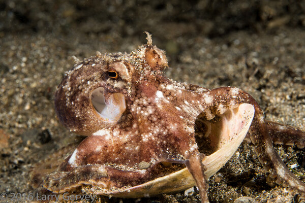Portrait of a coconut octopus with shell. Sony a6300, Sony 90mm macro lens. ISO 200, f/16, 1/160.