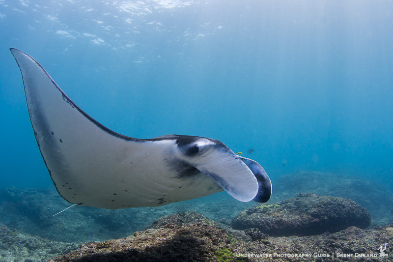 The same principals were applied to this shot of a manta ray at Nusa Penida. Lit with single YS-D1 strobe and I-Torch Venom38 video light. Photo: Brent Durand