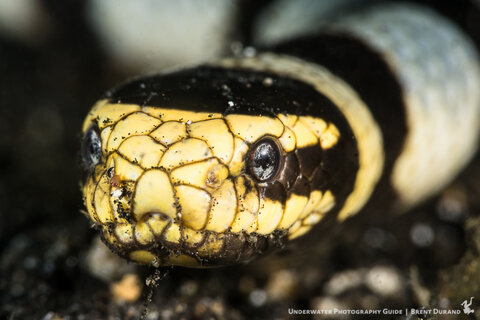 A sea snake slithers towards the camera. Sony a6300, Sony 90mm macro lens, SubSee +10 diopter. Photo: Brent Durand