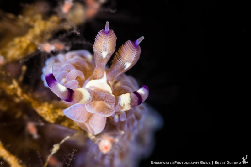 A nudibranch grips the edge of a large wall in Lembeh. Sony a6300, Sony 90mm macro lens, SubSee +10 diopter. Photo: Brent Durand