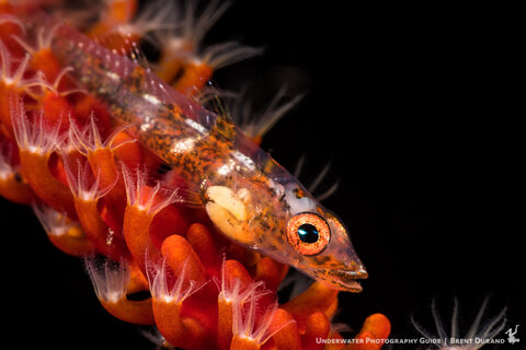 Goby portrait. Sony a6300, Sony 90mm macro lens, SubSee +10 diopter. Photo: Brent Durand