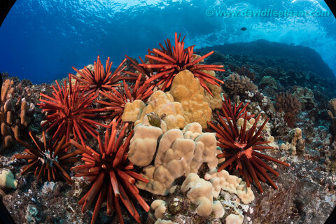Shooting wide-angle with the 5D Mark IV, Sigma 15mm fisheye and Ikelite 8" dome port shows some slight vignetting. Photo: David Fleetham