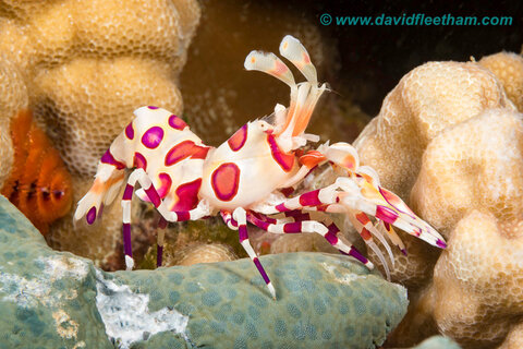 A harlequin shrimp rests on a starfish arm in Hawaii. Photo: David Fleetham