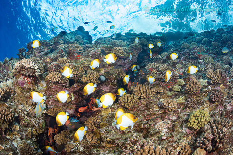 Beautiful wide-angle reef showing off vibrant colors captured by the Canon 5D Mk IV. Photo: David Fleetham