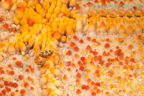 Great detail is visible with the Canon 5D Mk IV and Canon 100mm macro lens combo. Photo: David Fleetham