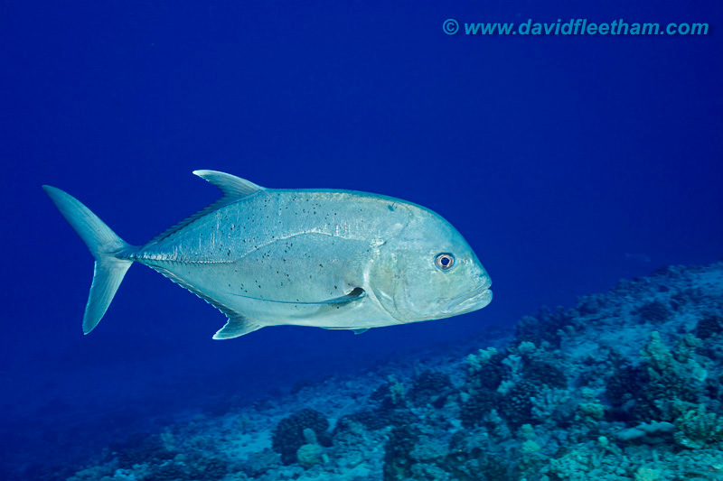 The Canon 5D Mk 4 locks focus on this giant trevally. Shot with Canon 50mm compact macro lens. Photo: David Fleetham