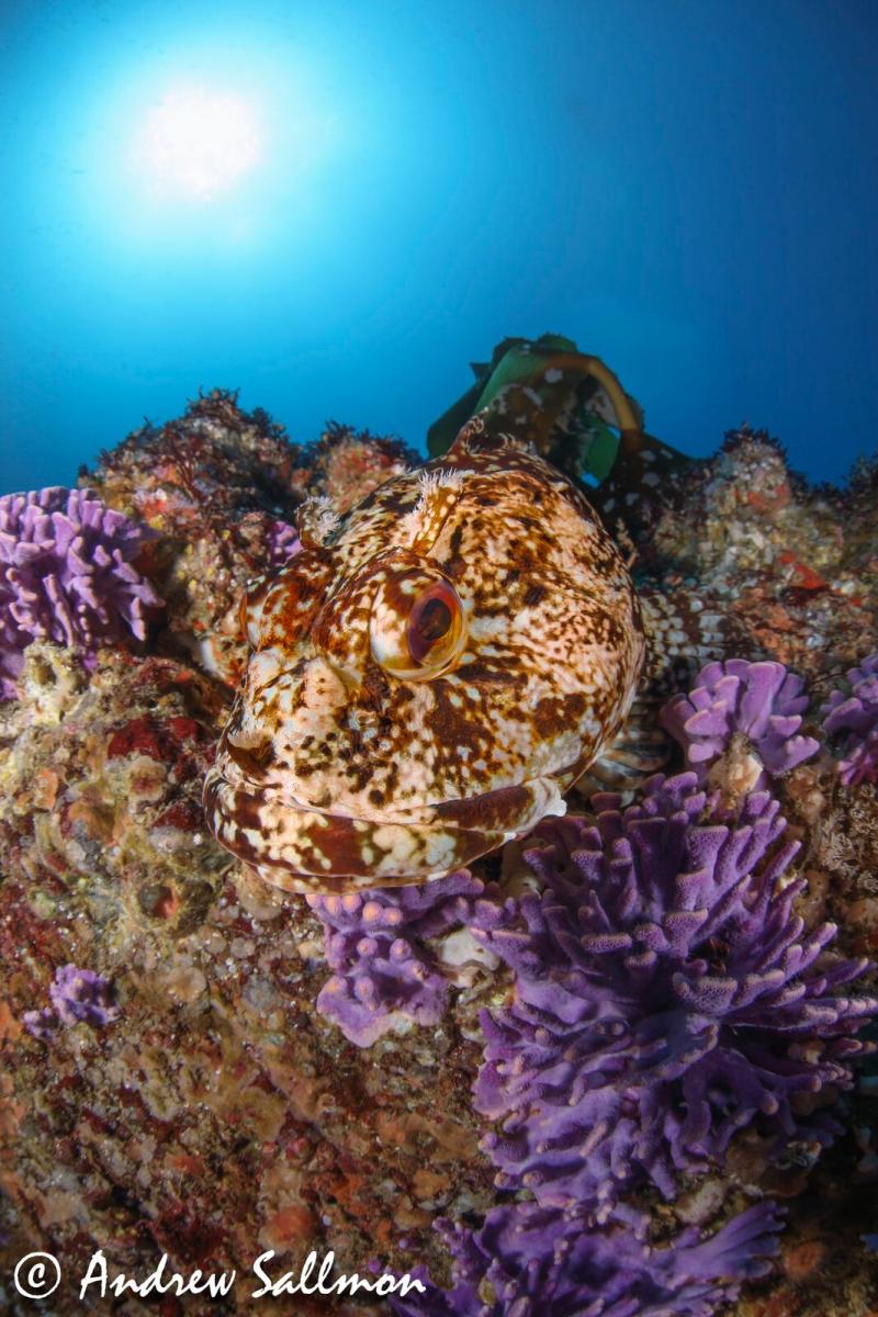 Picture taken with the 5D Mk IV camera, 8-15 f4L Fisheye Lens behind the Aquatica 9.25'' Mega glass dome