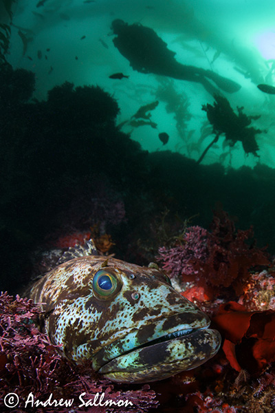 California close-focus kelp forest scene. Shot with the Canon 8-15 f4L fisheye zoom lens behind the Aquatica 4’’ mini dome.