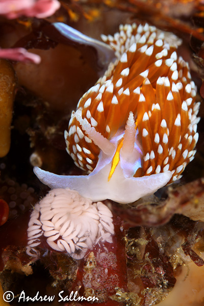 A hermissenda crassicornis nudibranch lays eggs. Shot with the Canon 5D Mk IV and Canon 100 f2.8L IS macro lens behind the Aquatica mini macro port.