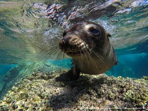 A sea lion admires the GoPro HERO5 Black. Shot on GoPro with dual I-Torch Venom 38 video lights. Photo: Brent Durand