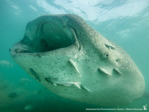A whale shark feeds on plankton in the Sea of Cortez. GoPro HERO5, ambient light only. Photo: Brent Durand