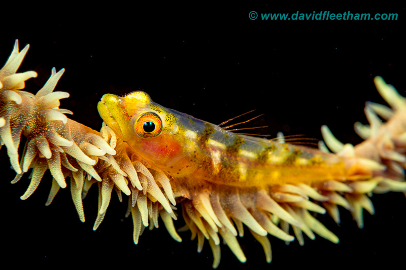 Crisp goby detail shot with the Canon 100mm macro lens. Photo: David Fleetham