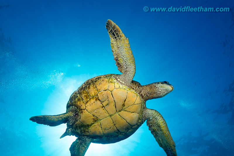A turtle soars overhead. Canon 5D Mk IV with Canon 16-35mm wide-angle lens. Photo: David Fleetham