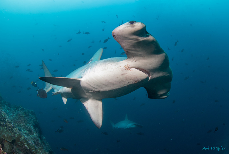 A hammerhead shark passes closely by at Cocos Island. Photo: Undersea Hunter group