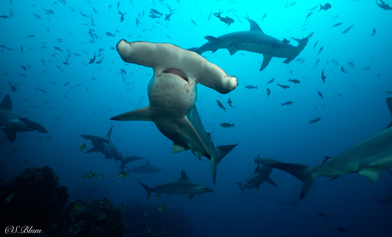 Schooling hammerheads are a highlight for any diver. Photo: Undersea Hunter group